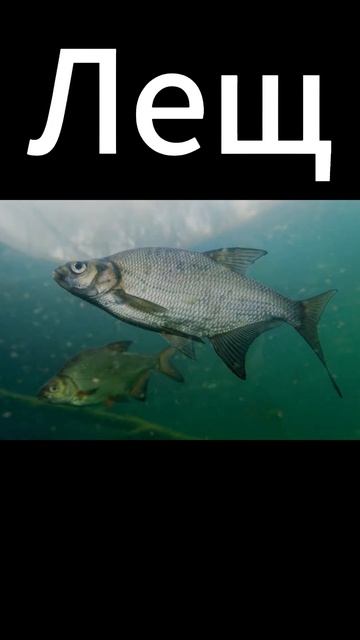 Какая рыба активная летом. #рыбалка #fishing #карась #рыба #