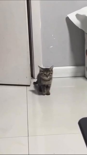 Учитесь как надо лаять😂