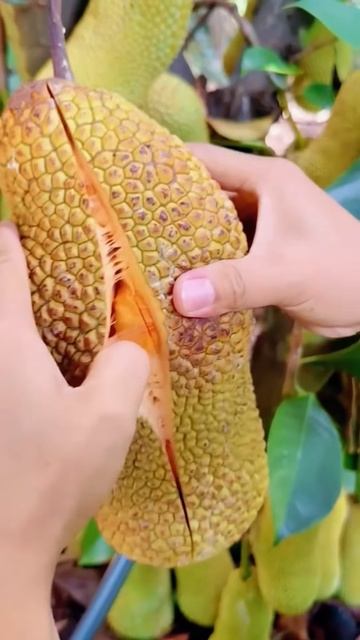 Opening the jackfruit #shorts