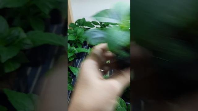 гортензия крупнолистная бесконечное лето