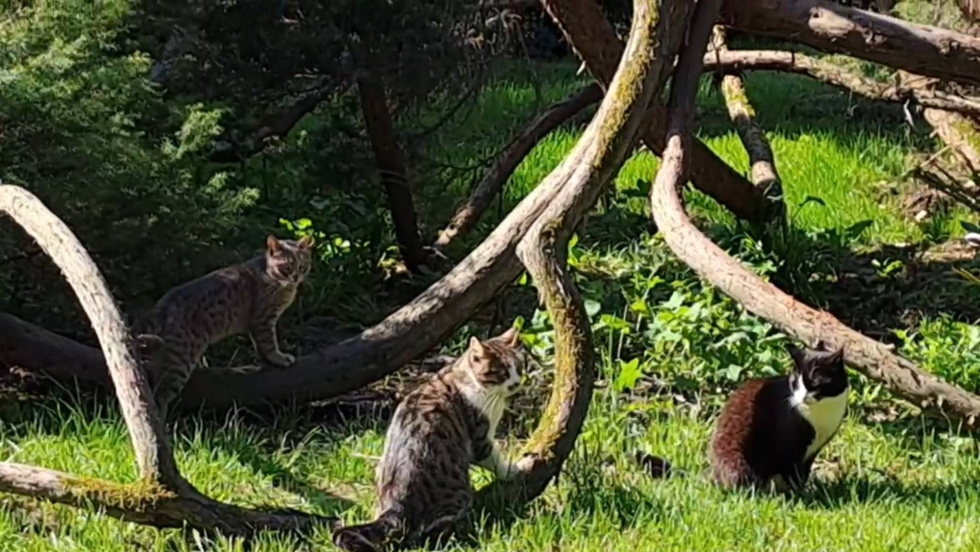 Кошки Адлера