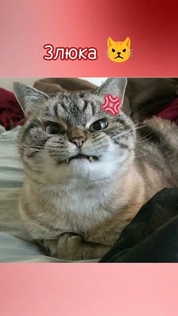Какой ты сегодня котик? 😸 Пиши в комментариях! 👻