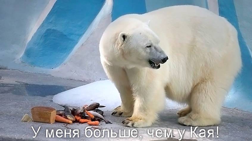 Медведица Герда  съела свой завтрак и прибежала к Каю, а тот прихватив одну рыбку деликатно удалился