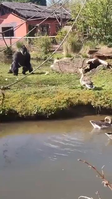 Гусь он и в Африке гусь 😂