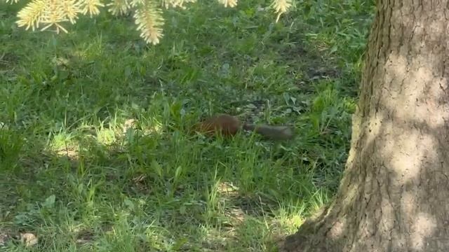 Голодная белка 🐿️