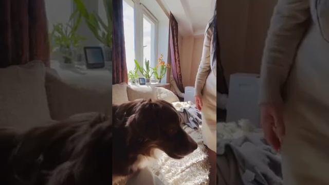 История Любви Человека и Собаки