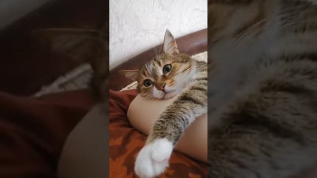 собаки и коты серия 1 (хлеб 🍞)