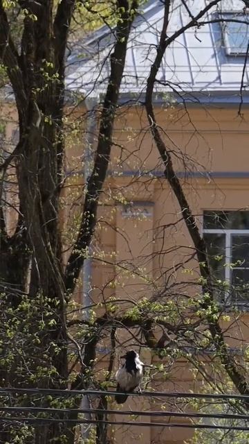 Ворона ждёт когда я положу кусочек мяса на подоконник