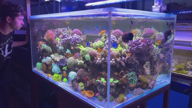 Морской аквариум на 1700 литров год спустя. Владимир AquaWorks.