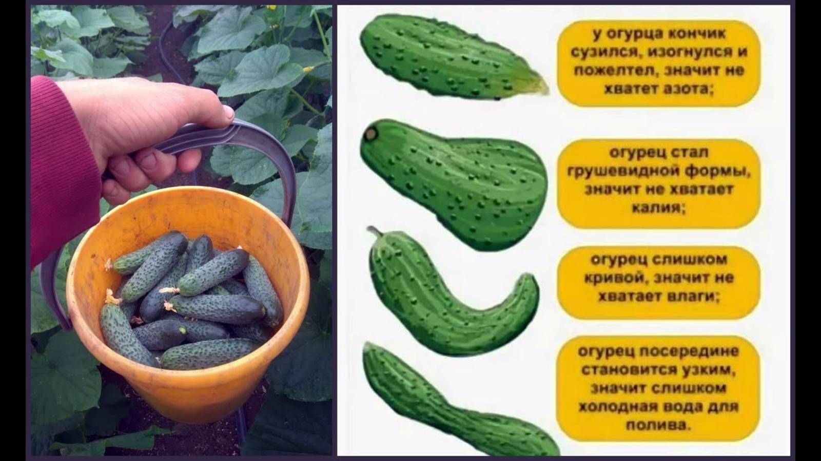 ШПАРГАЛКА! Когда и Чем подкормить огурец.  Записывайте