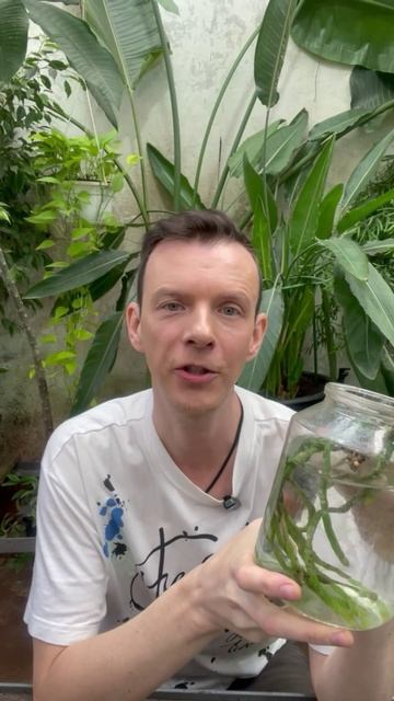 Полив Орхидеи фаленопсис #цветы #растения #уход #nature #flowers #орхидеи #live