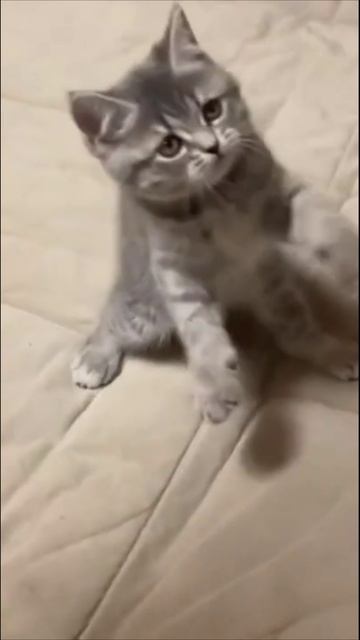 Смешные коты #54-6