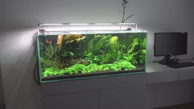 Травник. Как я избавился от черной бороды. Виталий Green_art.