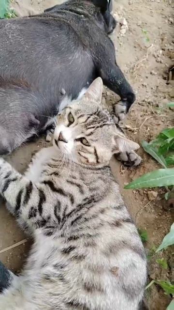 Когда очень захотелось молока 🐈🤩😉