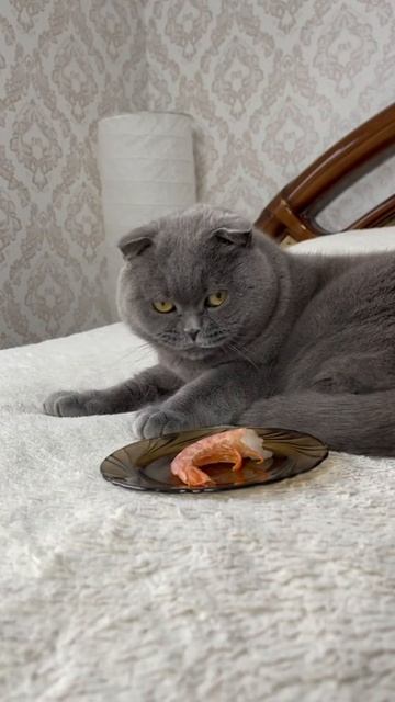 Наглый кот