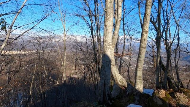 Сахарная головка