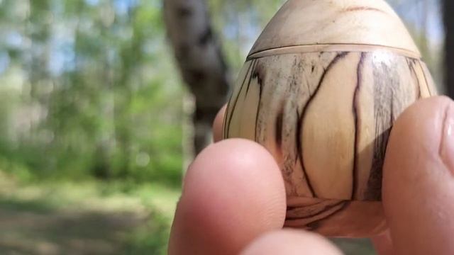 Шкатулка в весеннем лесу на изогнутой березе