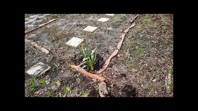 Влог "Садиба,як вона є". Пересадка юкки та керії.