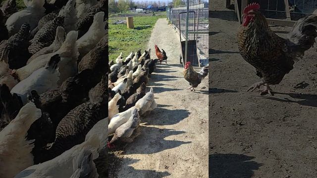 Деревенские будни🏡 Старая кошечка Бэля, рыжий кот Фокс 🐱 курочки🐔 собираю яйца🥚