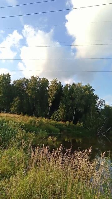 ловушки для пчел возле ЛЭП