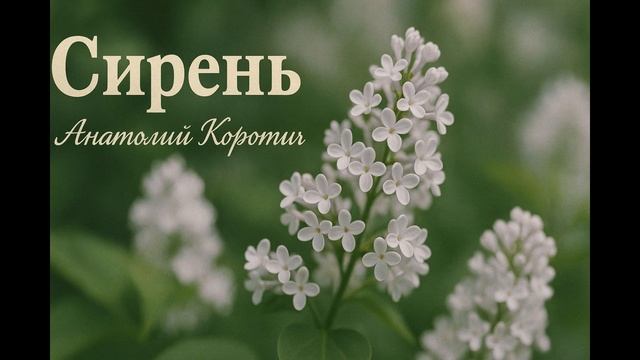 Сирень