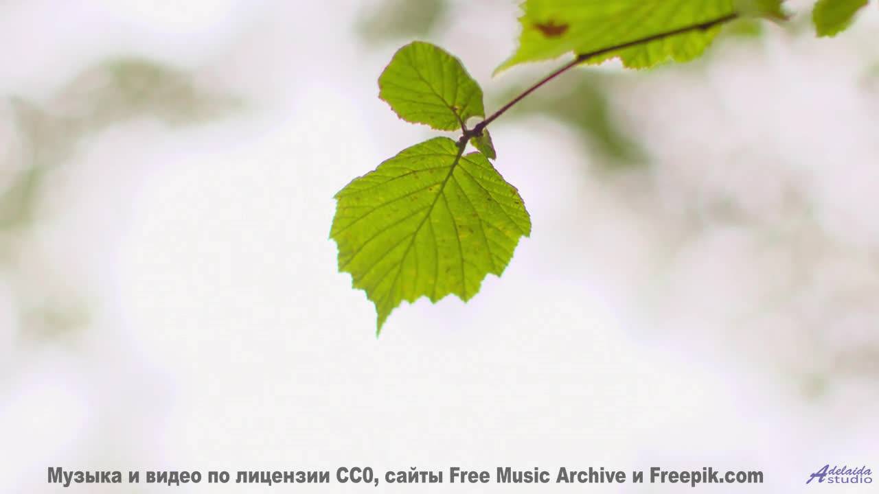 Каждый кадр под эту мелодию - праздник для глаз - Justito (XLII) -- opo -- Estudios Indigeniformes