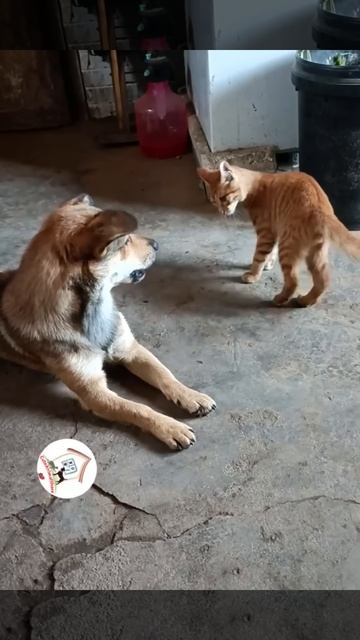 LOL, When You Have A NaugHty FFriend! Funny Cats & Dogs Videos 😺🐶😂😂 -EPS776  #cuteanimalshare