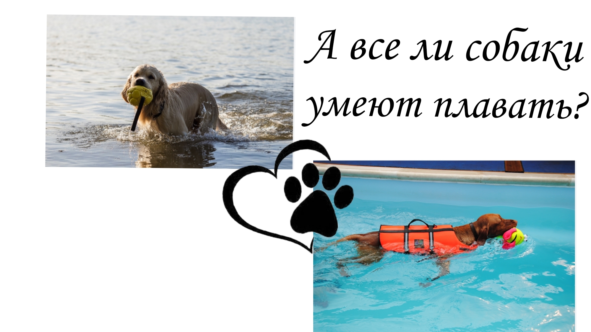 ☆А все ли собаки  умеют плавать ?☆