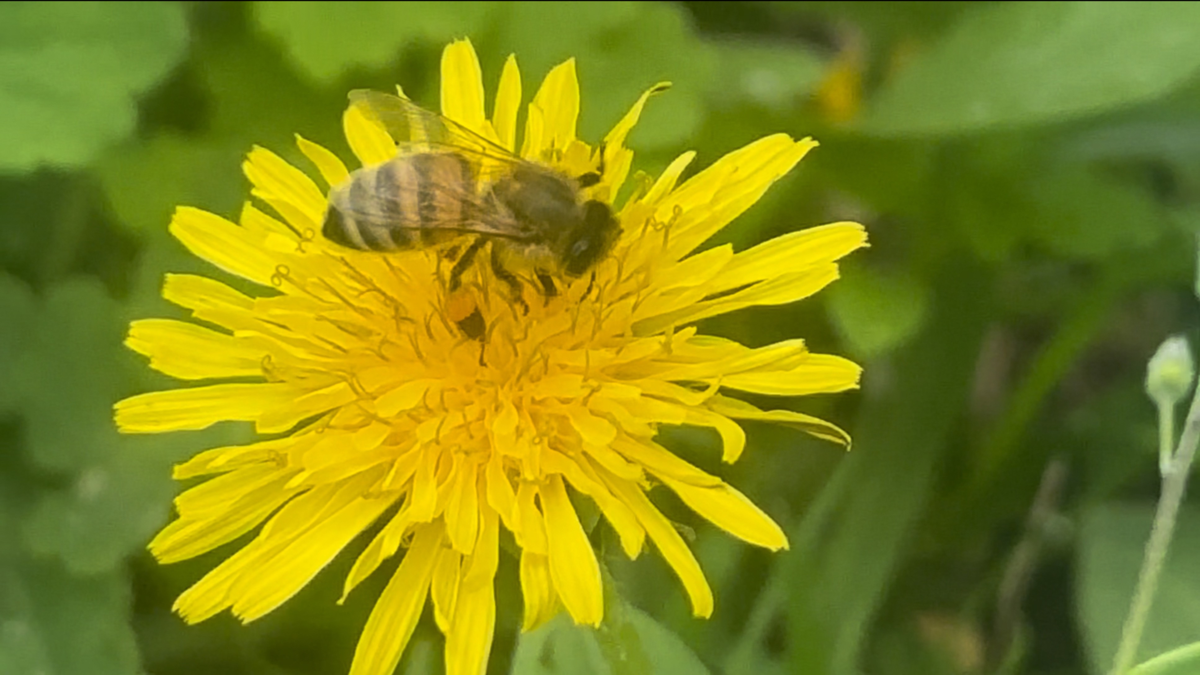 🐝Пчелки и одуванчики 🌼🌼🌼