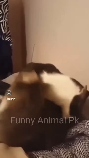 Love the cats😂😂😂