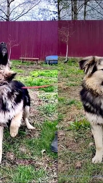 Обнимательный малыш Скуби ищет дом!