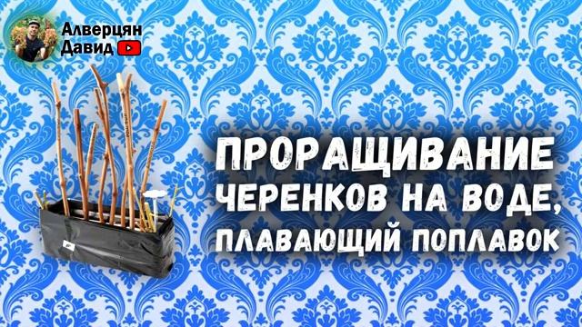 Укоренение черенков винограда. Простые и надёжные способы