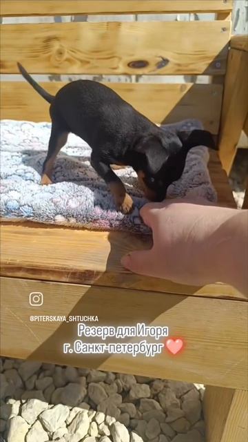 Русский той девочка