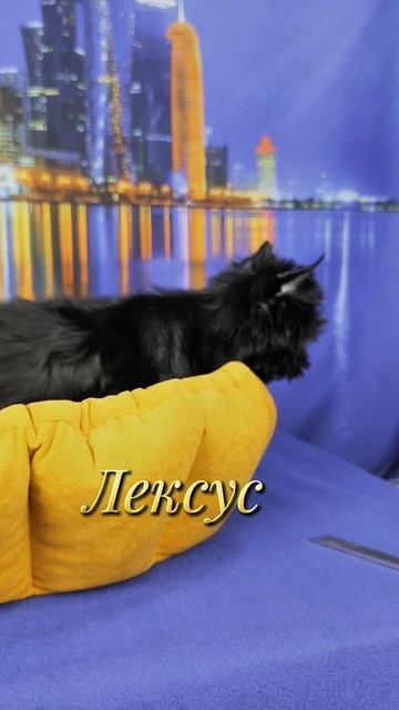 lv_0_20250515154246.mp4