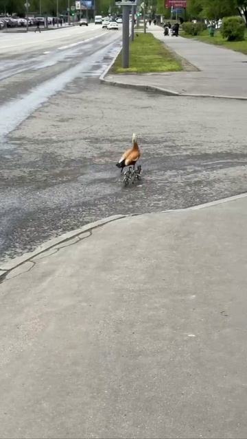 🦆На Флотской пернатая мама переводила своих огарят через дорогу🦆
