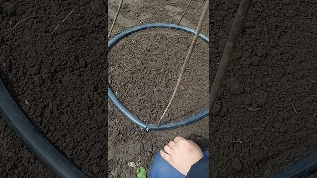 настало время высаживать гладиолусы .mp4