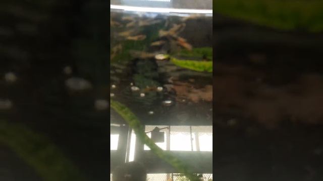 просто животное