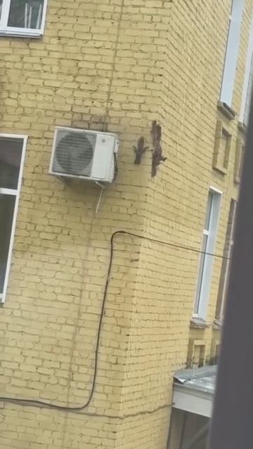 В Кирове белочка привела целый выводок бельчат в роддом