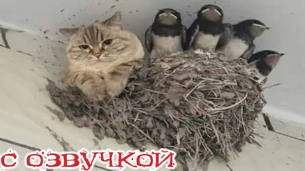 Приколы с котами С ОЗВУЧКОЙ Смешные коты - САМЫЕ СМЕШНЫЕ ЖИВОТНЫЕ 2025