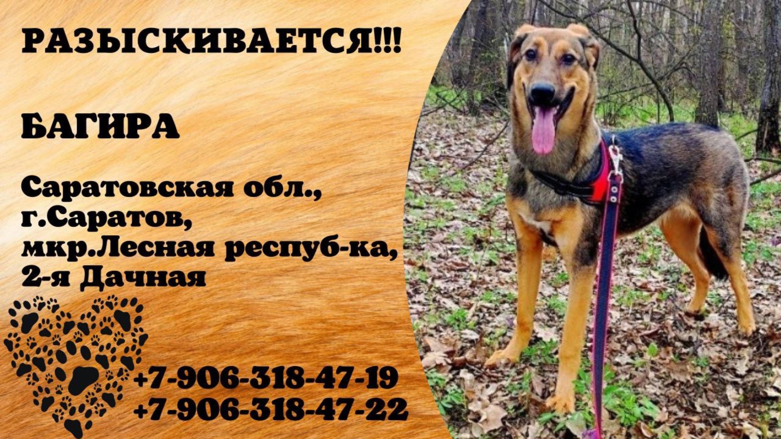 Пропала собака! БАГИРА. Саратовская обл., г.Саратов.
