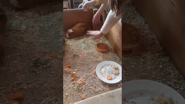животное это наши  друзья