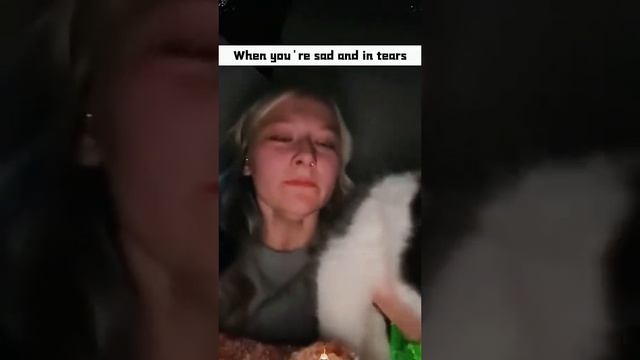 Ох уж эти бесполезные кошки...