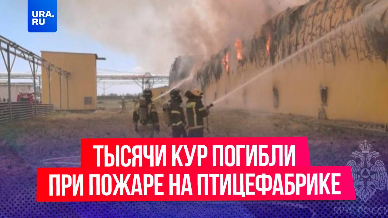 166 тысяч кур погибли при пожаре на птицеферме в Астраханской области