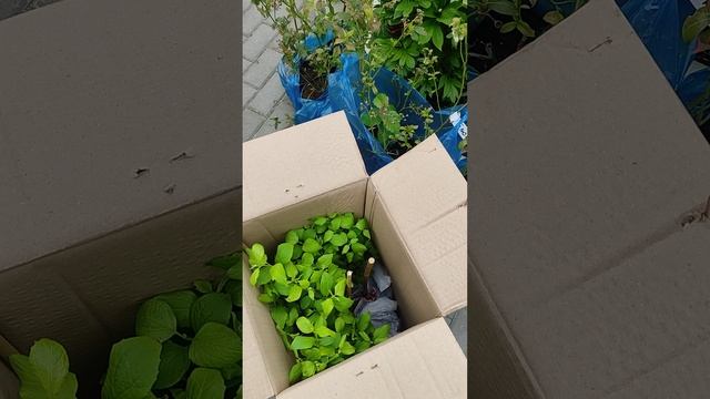 Посылка из Подворья с жасминами май 2025