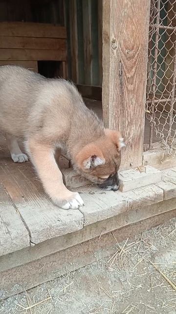 VID_20250510182932.mp4