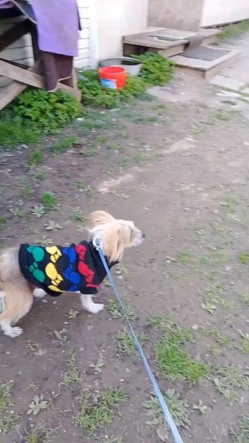 Анфиса ищет дом!