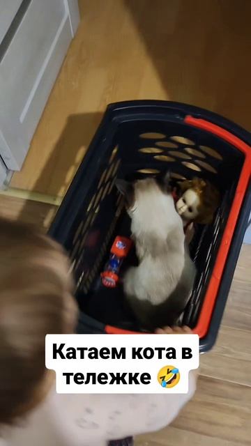 Катаем кота в тележке 🤣