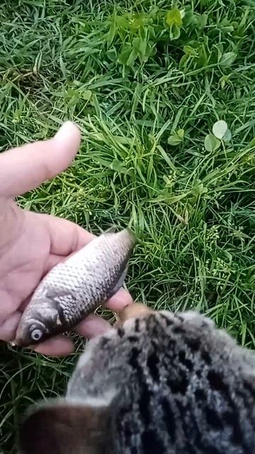 А у пруда жизнь прекрасна и сытна.