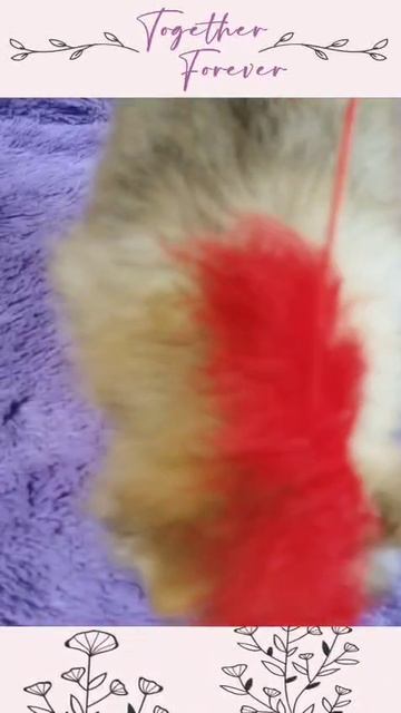 #pomeranian