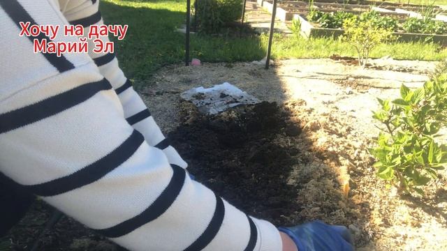Получила посылку с геранью садовая РОЗАННА